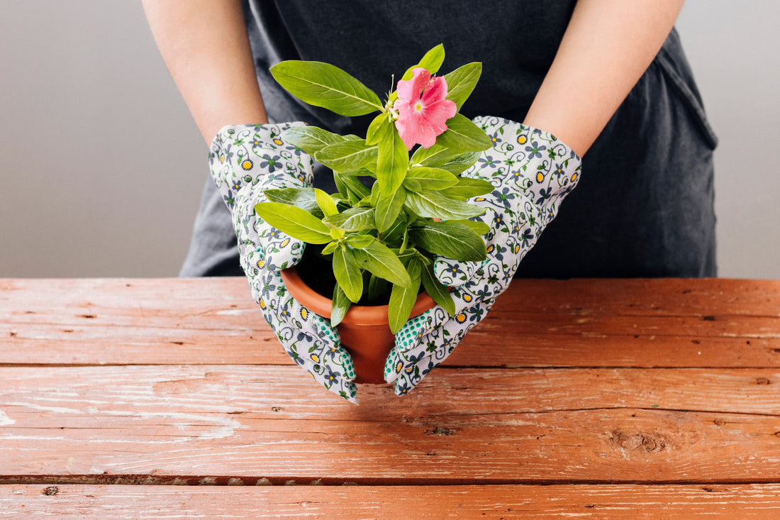Person wearing floral gloves holding a potted plant with a pink bloom, illustrating how to repot plants without making a mess indoors.