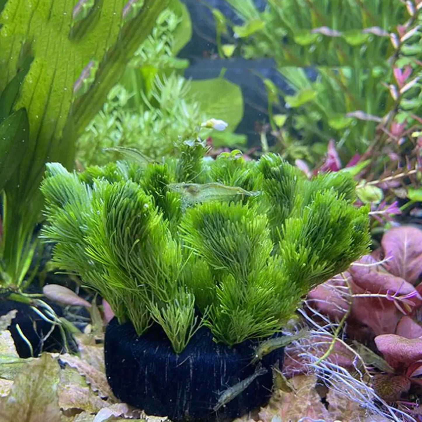 Aquarium Planting Substrate Pot – Carbon Grass Base for Aquatic Plants
