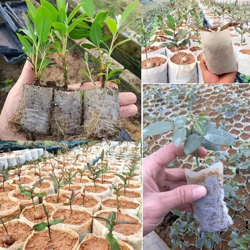 100pcs Nonwoven Seedling Nursery Bags – Eco-Friendly Plant Grow Bags