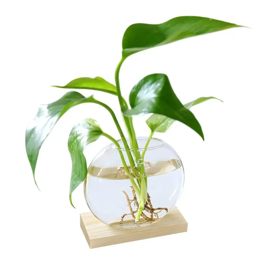 Glass Avocado Seed Starter Vase – Transparent Germination Kit