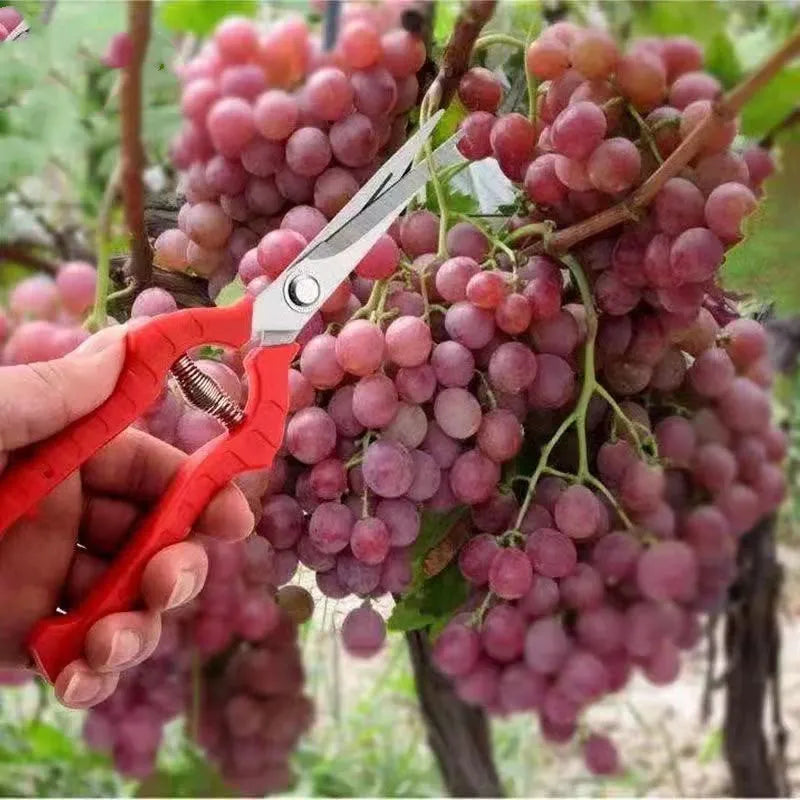 Compact Garden Pruning Shears – Stainless Steel for Fruit & Herbs