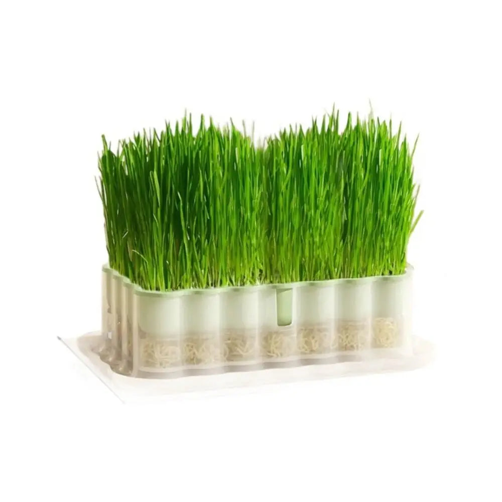 Hydroponic Sprout Growing Tray – Soilless Cultivation Seed Starter