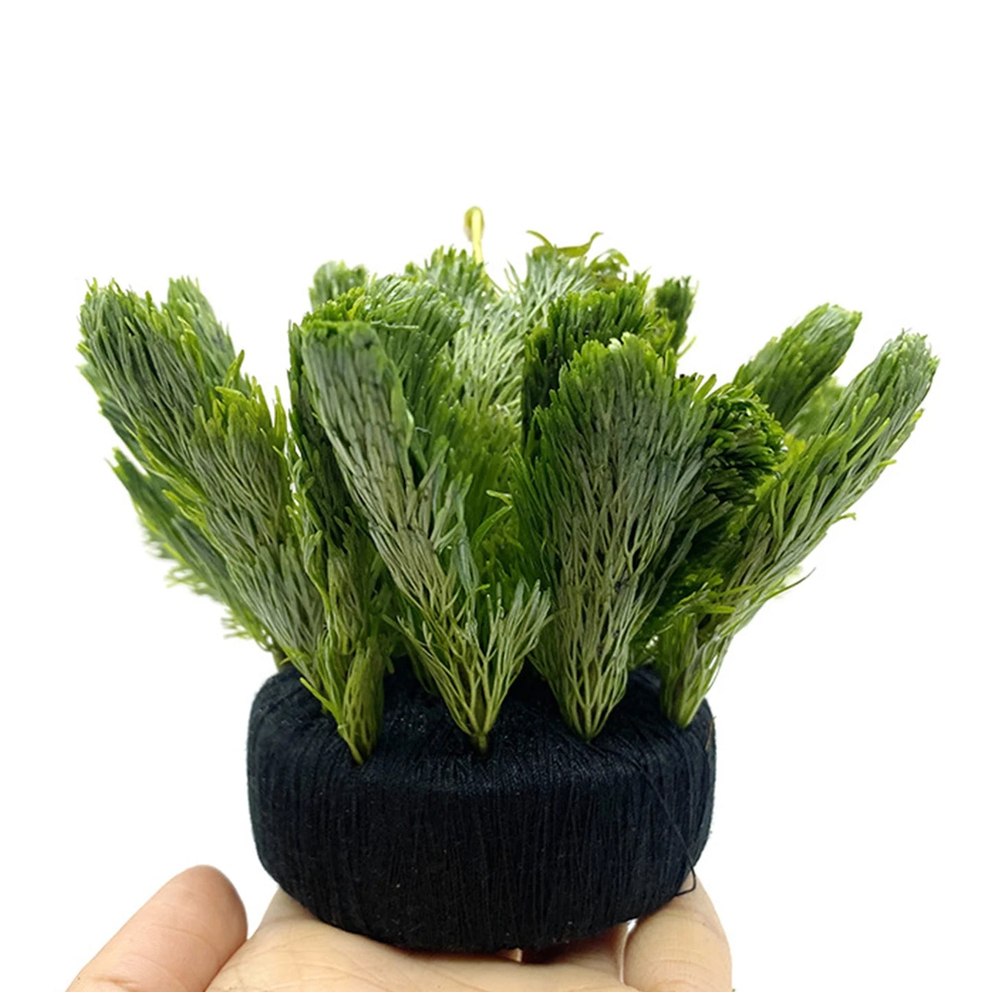 Aquarium Planting Substrate Pot – Carbon Grass Base for Aquatic Plants