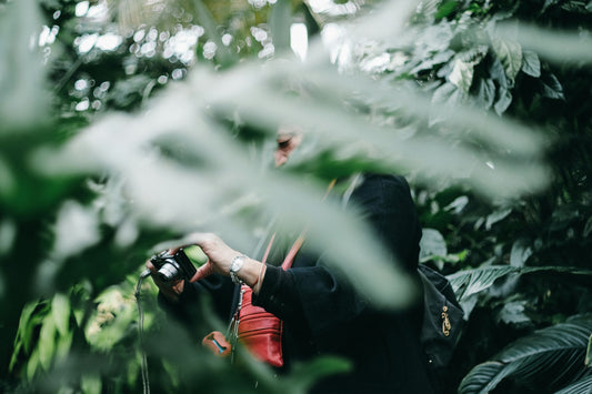 Pruning Techniques for Healthy Shrubs & Trees