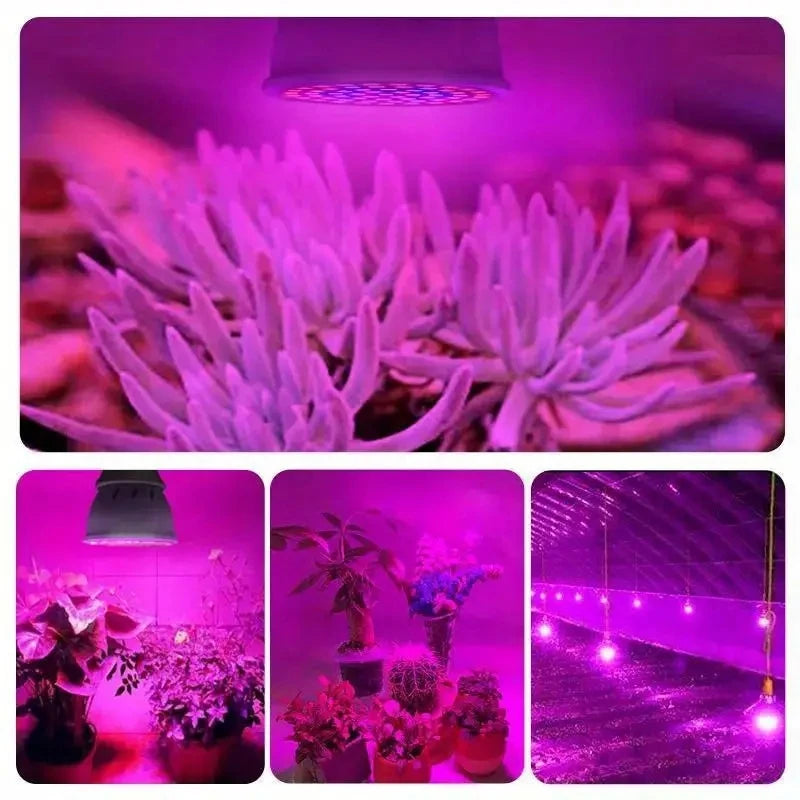 E27 LED Full Spectrum Grow Light Bulb for Seedlings & Succulents