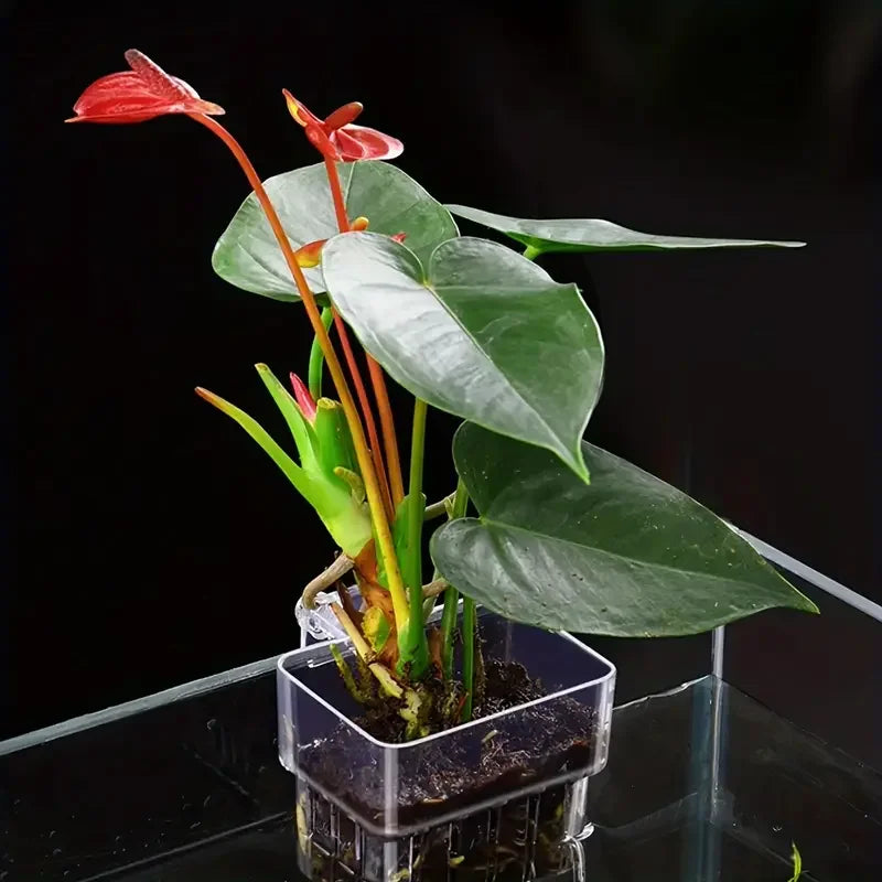 1PC Hydroponic Aquarium Planting Cup — Wall-Mounted Transparent Aquatic Plant Holder for Fish Tanks