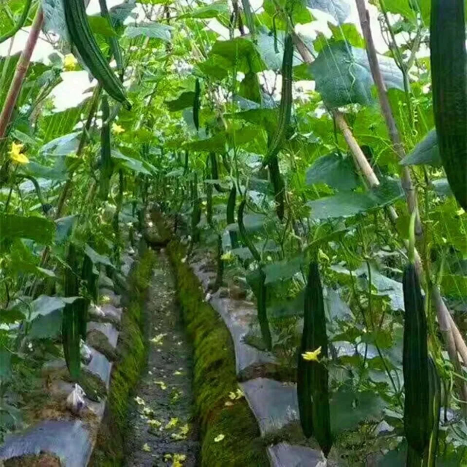 Heavy-Duty Garden Trellis Netting – Plant Support for Vines & Veggies