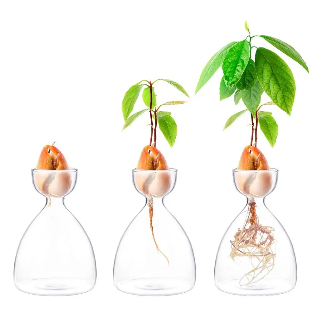 Glass Avocado Seed Starter Vase – Transparent Germination Kit