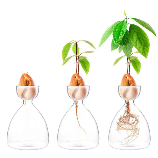 Glass Avocado Seed Starter Vase – Transparent Germination Kit