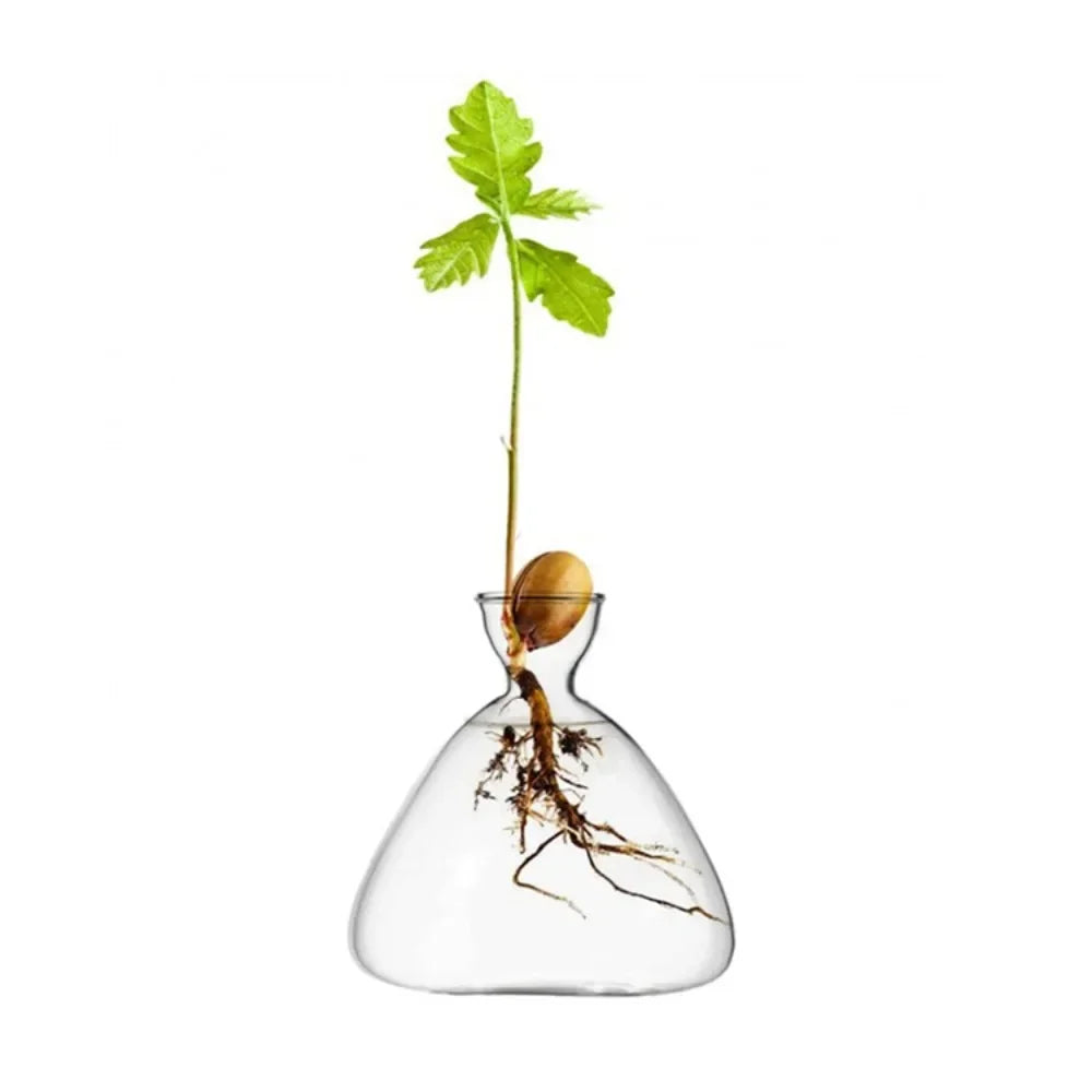 Glass Avocado Seed Starter Vase – Transparent Germination Kit