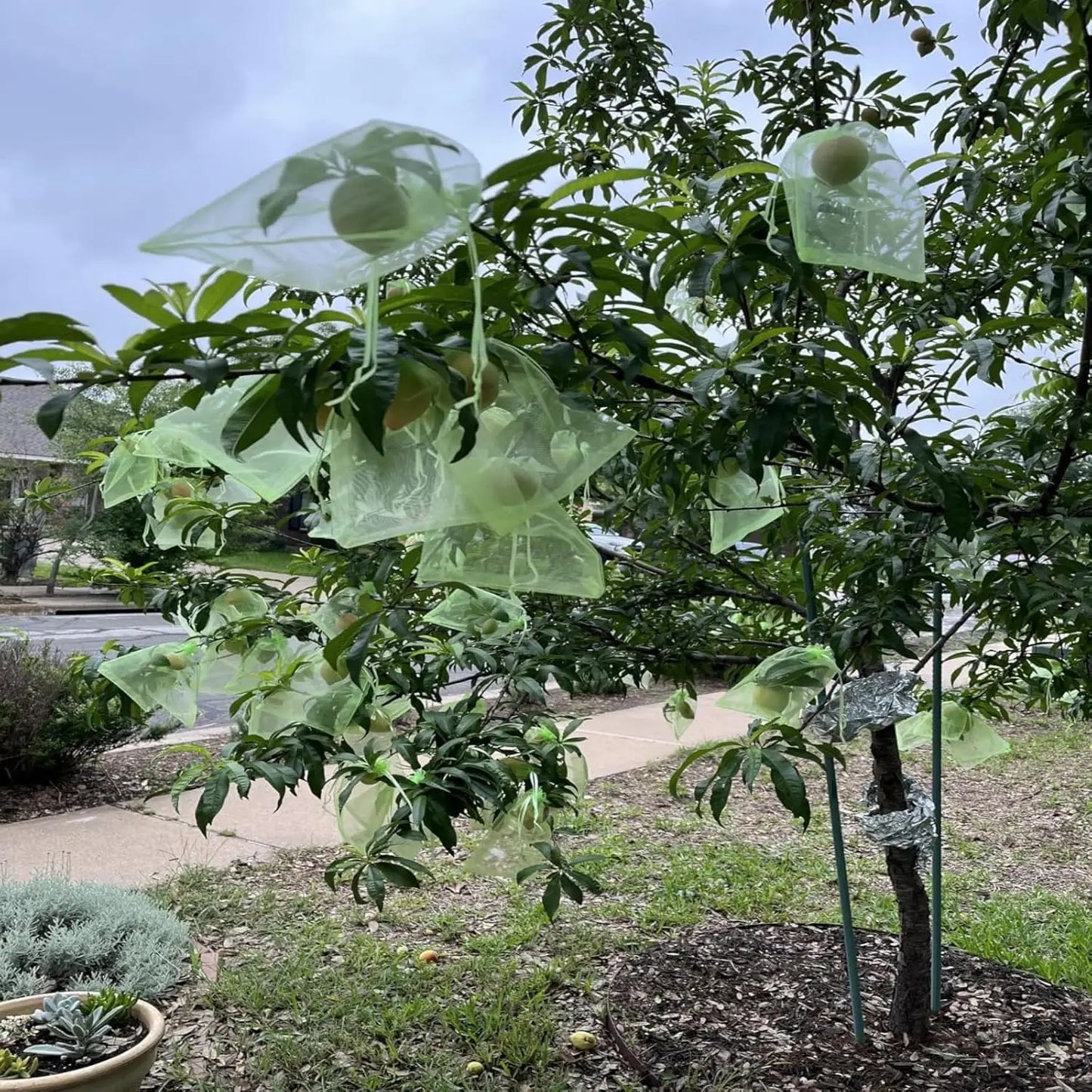 100pcs Plant Protection Mesh Bags — Organza Netting for Fruit, Vegetables & Flowers (Anti-Bird)