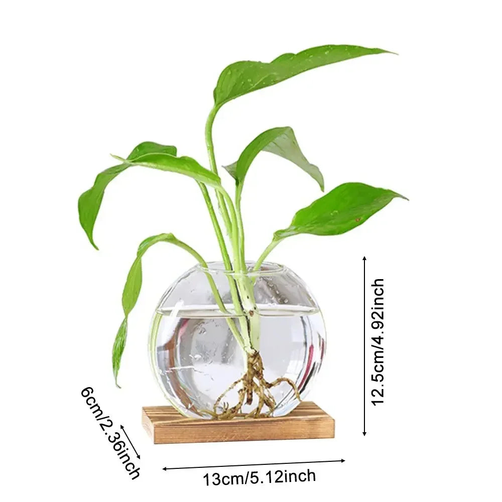Glass Avocado Seed Starter Vase – Transparent Germination Kit