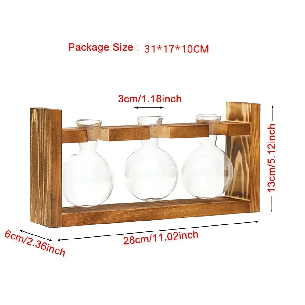 Glass Avocado Seed Starter Vase – Transparent Germination Kit