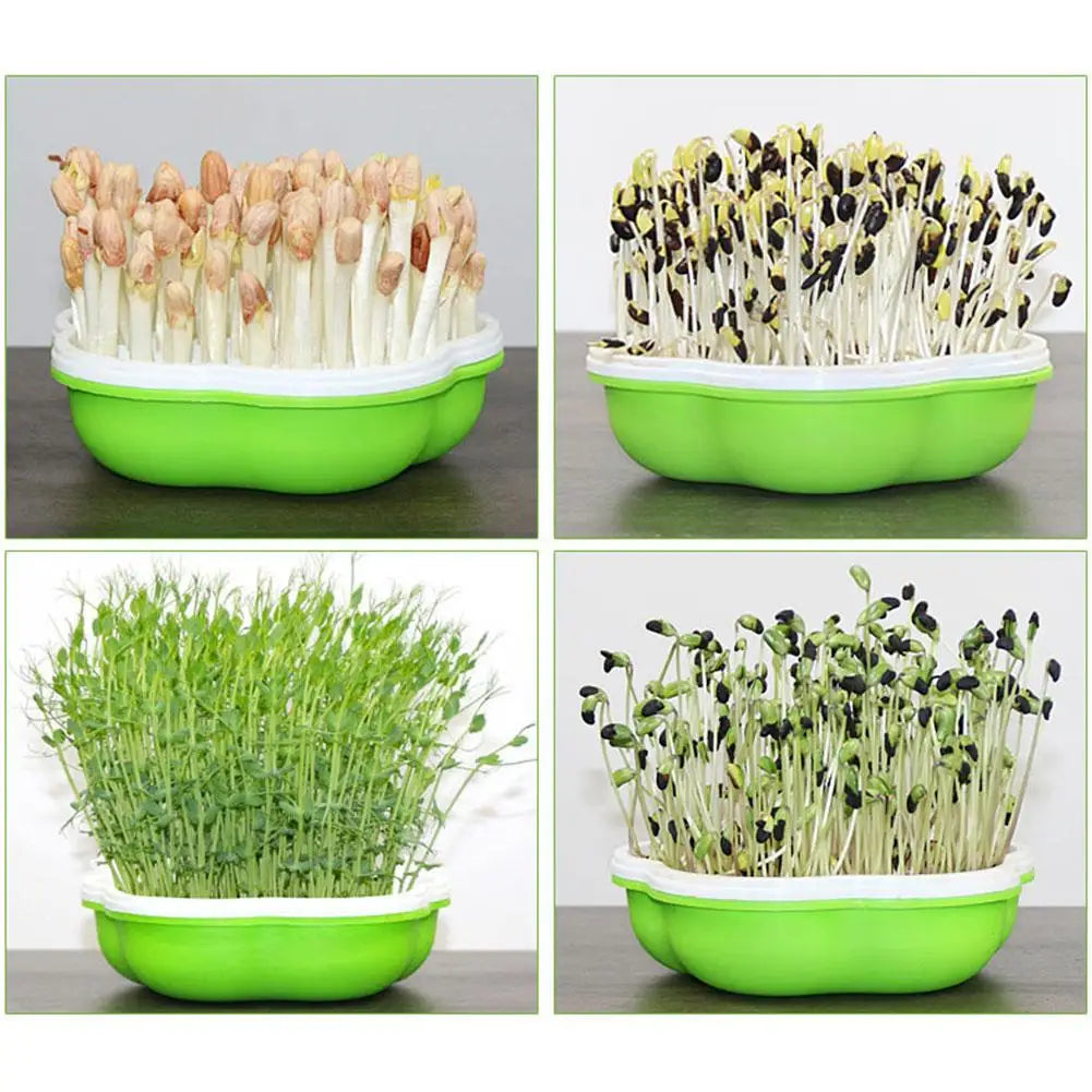Hydroponic Sprout Box – Soilless Seedling Tray for Beans & Cat Grass
