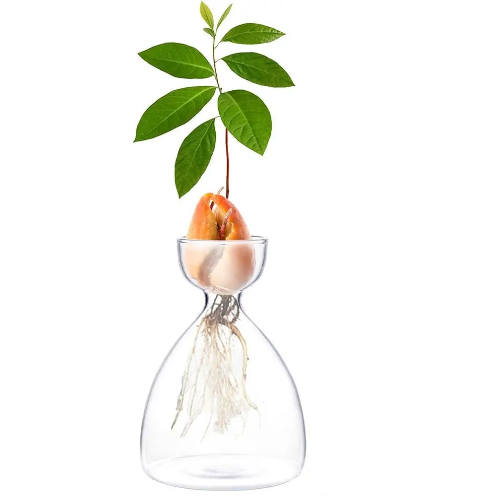 Glass Avocado Seed Starter Vase – Transparent Germination Kit