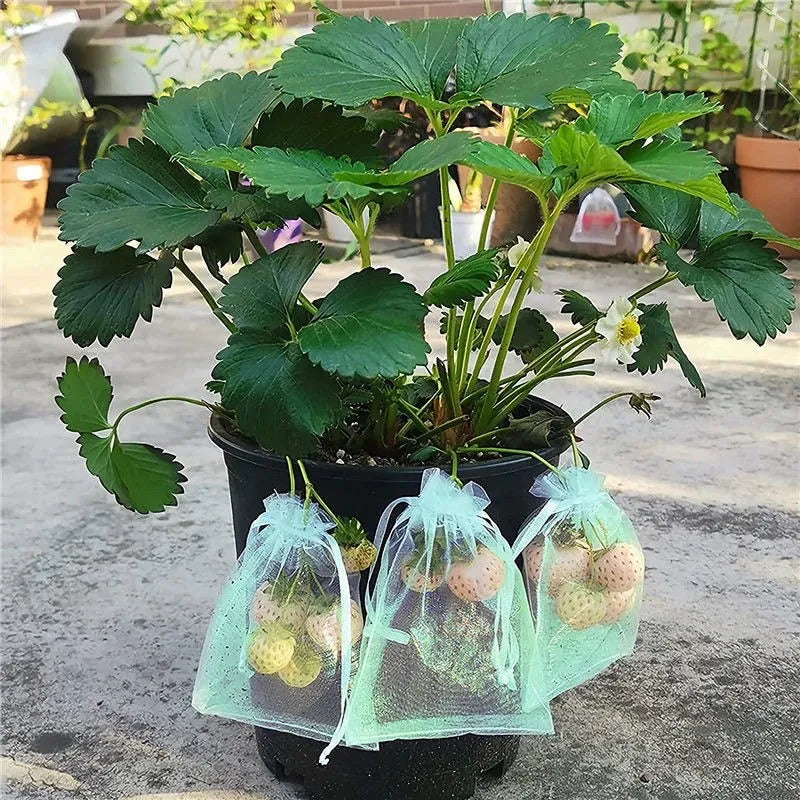 1–100pcs Green Fruit Protection Mesh Bags – Anti-Bird & Pest Netting